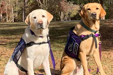 Flossy (white Labrador dog) standing next to Charlie (brown Labrador), each wearing SCDC vests.